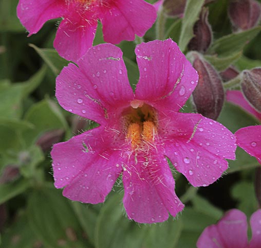 Lewis's Monkeyflower - Erythranthe lewisii