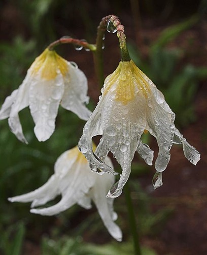 Avalanche Lily - Erythronium montanum
