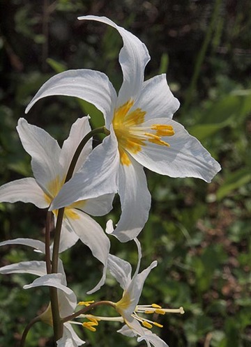 Avalanche Lily - Erythronium montanum