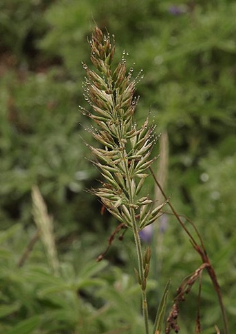 Alpine Fescue - Festuca brachyphylla ssp. brachyphylla