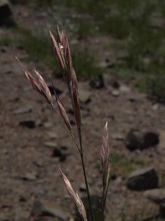 Bearded Fescue - Festuca subulata var. subulata