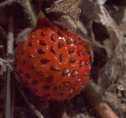 Virginia Strawberry - Fragaria virginiana ssp. platypetala