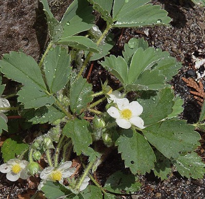 Virginia Strawberry - Fragaria virginiana ssp. platypetala