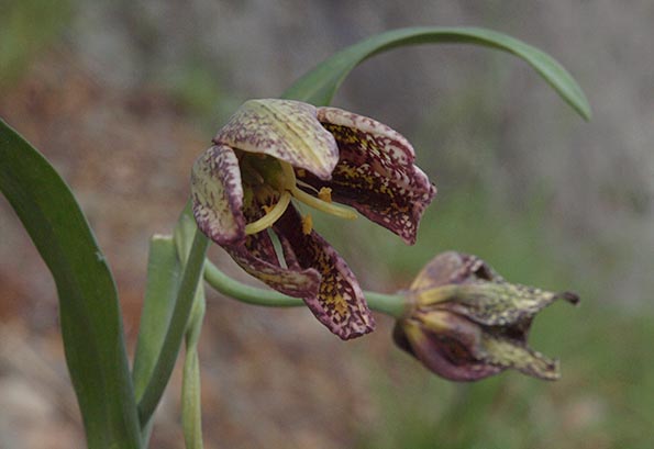 Chocolate-lily - Fritillaria affinis