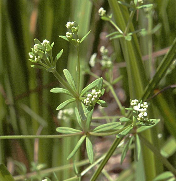 Small Bedstraw - Galium trifidum ssp. columbianum