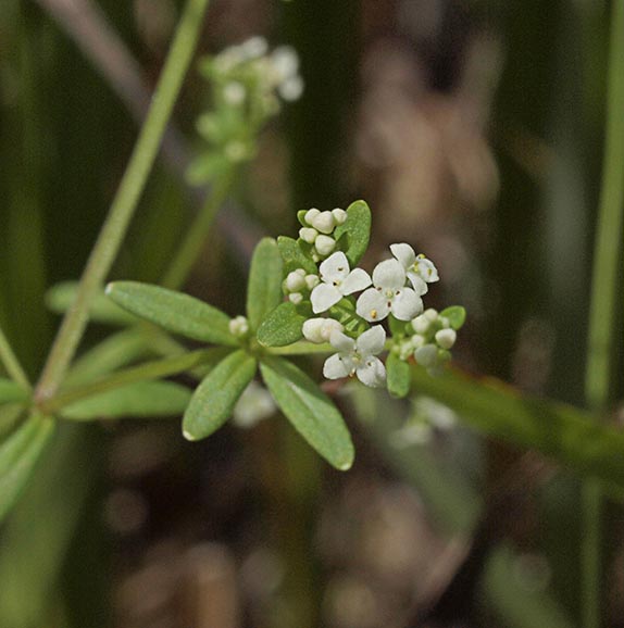 Small Bedstraw - Galium trifidum ssp. columbianum
