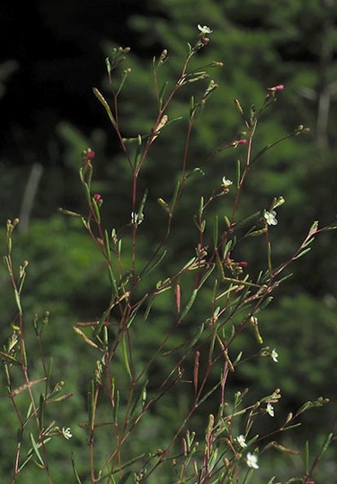 Groundsmoke - Gayophytum ramosissimum