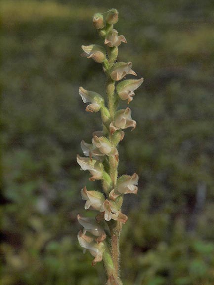 Rattlesnake-plantain - Goodyera oblongifolia