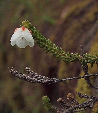 Alaska Cassiope - Harrimanella stelleriana