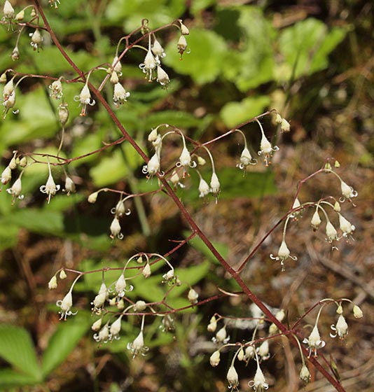 Smooth Alumroot - Heuchera glabra