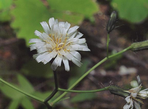 White Hawkweed - Hieracium albiflorum