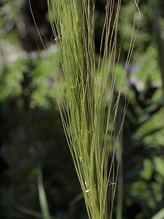 Foxtail-Barley - Hordeum jubatum ssp. jubatum