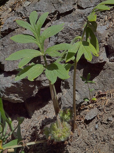 Ballhead Waterleaf - Hydrophyllum capitatum var. capitatum