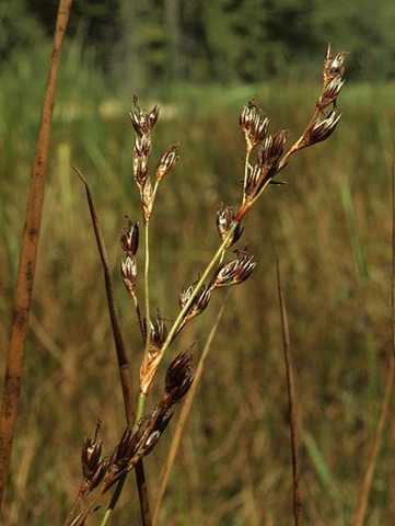 Baltic Rush - Juncus balticus ssp. ater