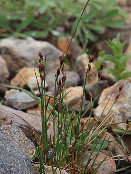 Drummond's Rush - Juncus drummondi