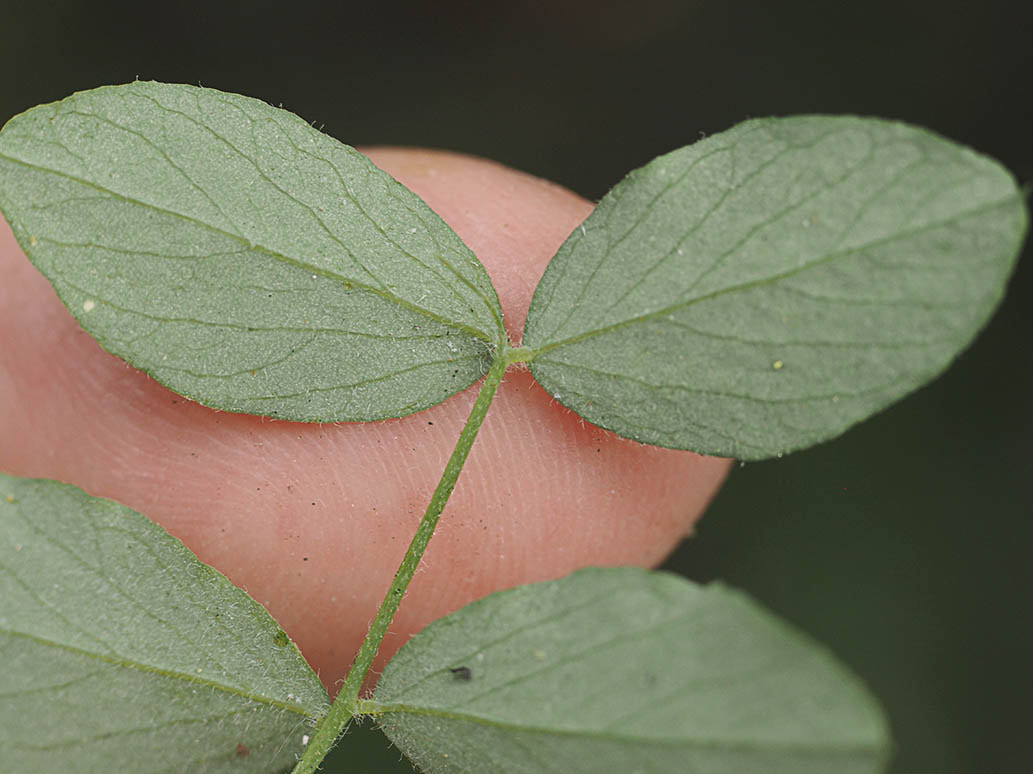 Lathyrus torreyi - Torrey's Peavine