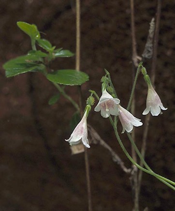 Twinflower - Linnaea borealis var. longiflora