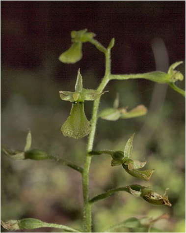 Broad-lipped Twayblade - Listera convallarioides