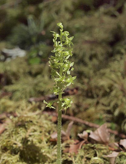 Heart-leaf Twayblade - Listera cordata