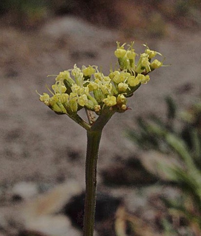 Nine-leaf  Mountain-Parsley - Lomatium triternatum var. triternatum