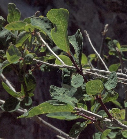 Utah Honeysuckle - Lonicera utahensis