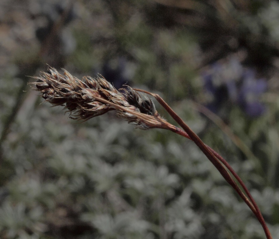 Spiked Woodrush - Luzula spicata