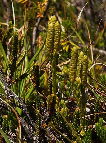 Alpine Clubmoss - Lycopodium alpinum
