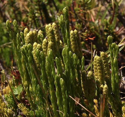 Alpine Clubmoss - Lycopodium alpinum