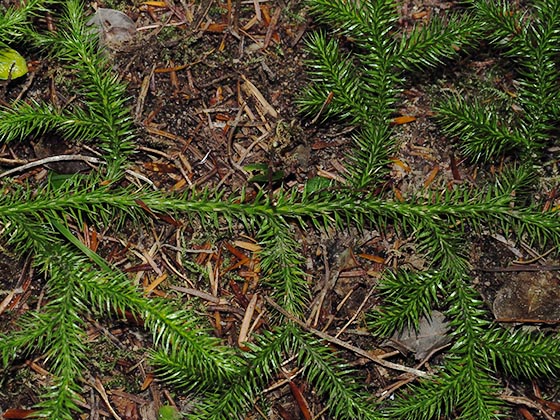 Stiff Clubmoss - Lycopodium annotinum