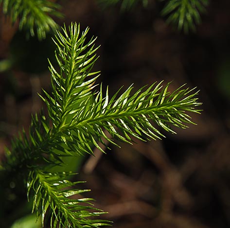 Stiff Clubmoss - Lycopodium annotinum