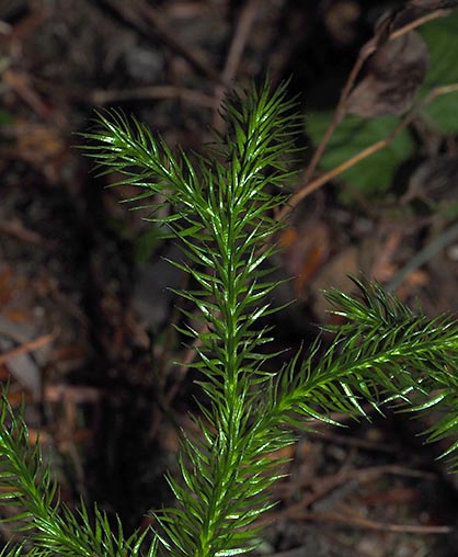 Stiff Clubmoss - Lycopodium annotinum