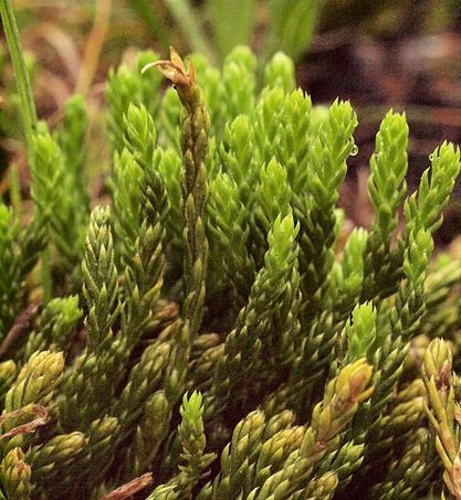 Alaska Clubmoss - Lycopodium sitchense