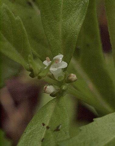 Northern Bugleweed - Lycopus uniflorus var. uniflorus