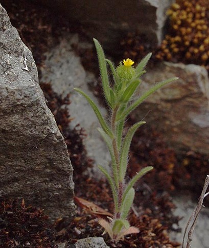 Little Tarweed - Madia exigua