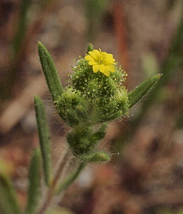 Slender Tarweed - Madia gracilis