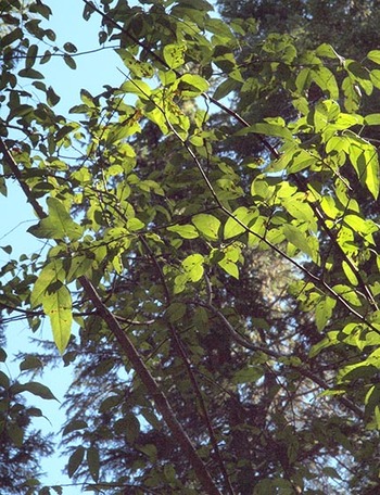 Oregon Crabapple - Malus fusca