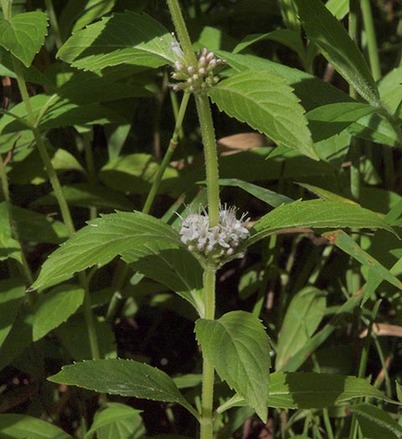 Field Mint - Mentha arvensis