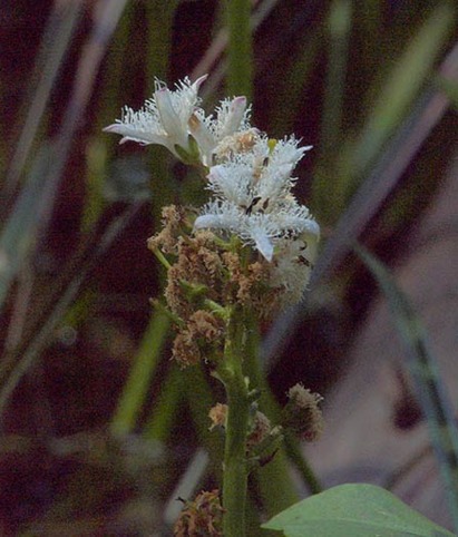 Buckbean - Menyanthes trifoliata