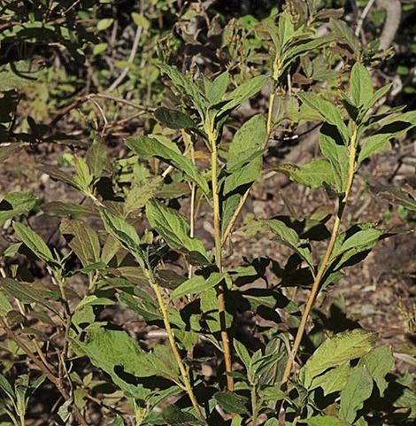 False Huckleberry - Menziesia ferruginea