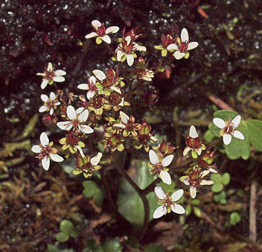Reddish Saxifrage - Micranthes rufidula