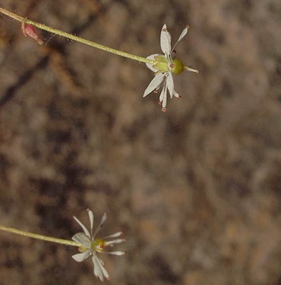 Brook Saxifrage - Micranthes odontoloma