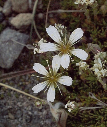 Alpine Sandwort - Minuartia obtusiloba