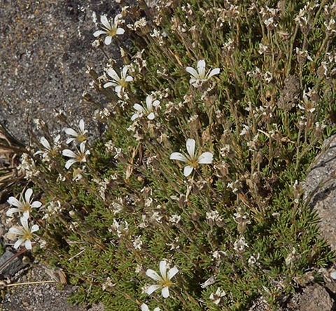 Alpine Sandwort - Minuartia obtusiloba
