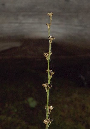 Leafy Mitrewort - Mitellastra caulescens