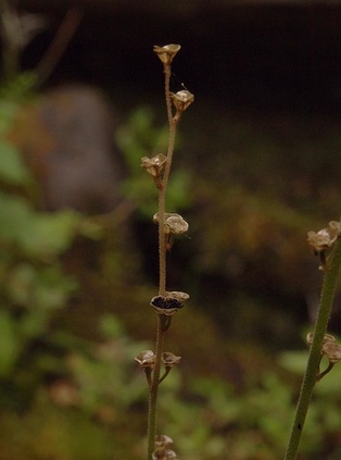 Leafy Mitrewort - Mitellastra caulescens