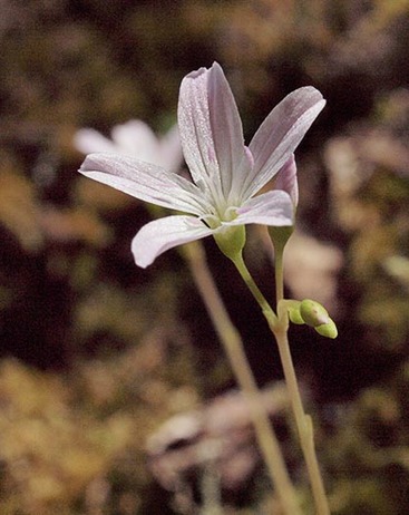 Little-leaf Montia- Montia parvifolia