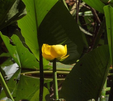 Yellow Pond-Lily - Nuphar polysepala
