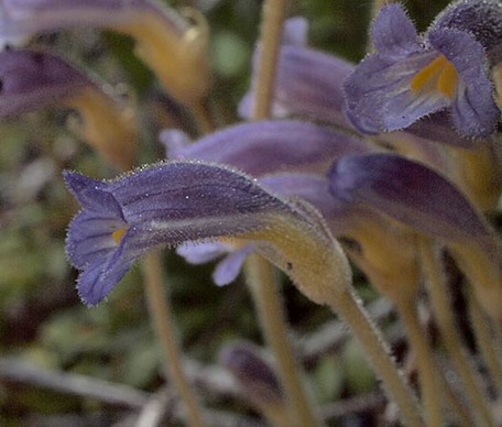 Naked Broomrape - Orobanche uniflora