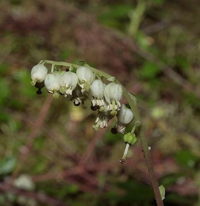 Sidebells Wintergreen - Orthilia secunda