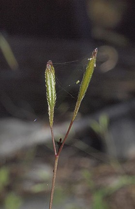 Common Sweet-Cicely - Osmorhiza berteroi